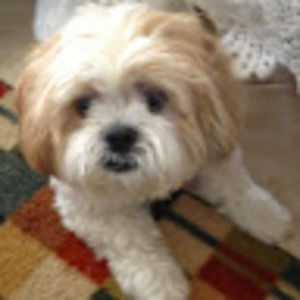 Meet your Posher, Bonnie